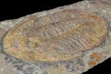 Ordovician Asaphellus Trilobite - Morocco #85205-3